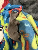 Delilah, a female Dachshund for sale in Hockley, TX – Photo 5 of 5