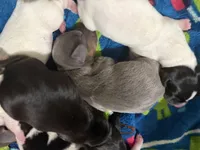 Delilah, a female Dachshund for sale in Hockley, TX – Photo 2 of 5