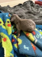 Delilah, a female Dachshund for sale in Hockley, TX – Photo 3 of 5