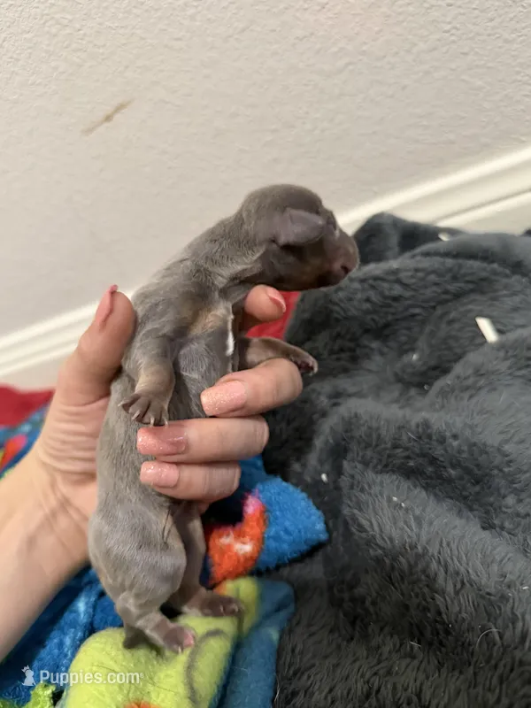 Delilah – Dachshund puppy for sale in Hockley, TX