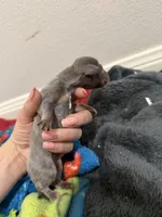 Delilah, a female Dachshund for sale in Hockley, TX – Photo 1 of 5