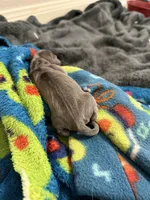 Delilah, a female Dachshund for sale in Hockley, TX – Photo 4 of 5