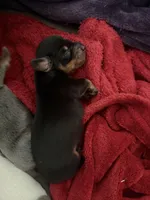 Black jack, a male Dachshund for sale in Hockley, TX – Photo 1 of 2