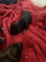 Black jack, a male Dachshund for sale in Hockley, TX – Photo 2 of 2