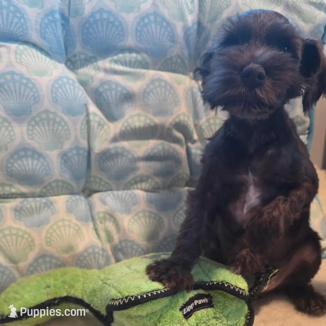 Buster, a male Miniature Schnauzer for sale in Casa Grande, AZ – Photo 3 of 6