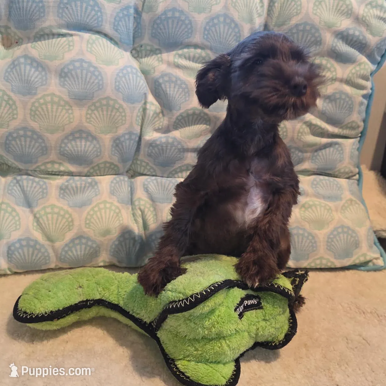 Buster, a male Miniature Schnauzer for sale in Casa Grande, AZ – Photo 2 of 6