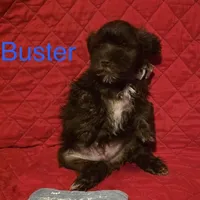 Buster, a male Miniature Schnauzer for sale in Casa Grande, AZ – Photo 6 of 6