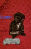 Buster, a male Miniature Schnauzer for sale in Casa Grande, AZ – Photo 2 of 2