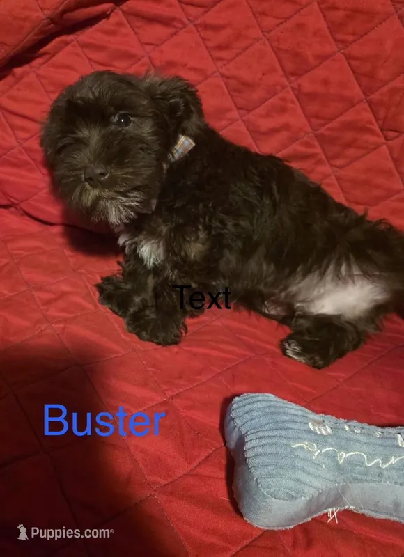 Buster