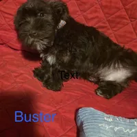 Buster, a male Miniature Schnauzer for sale in Casa Grande, AZ – Photo 5 of 6