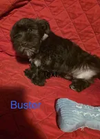 Buster, a male Miniature Schnauzer for sale in Casa Grande, AZ – Photo 1 of 2