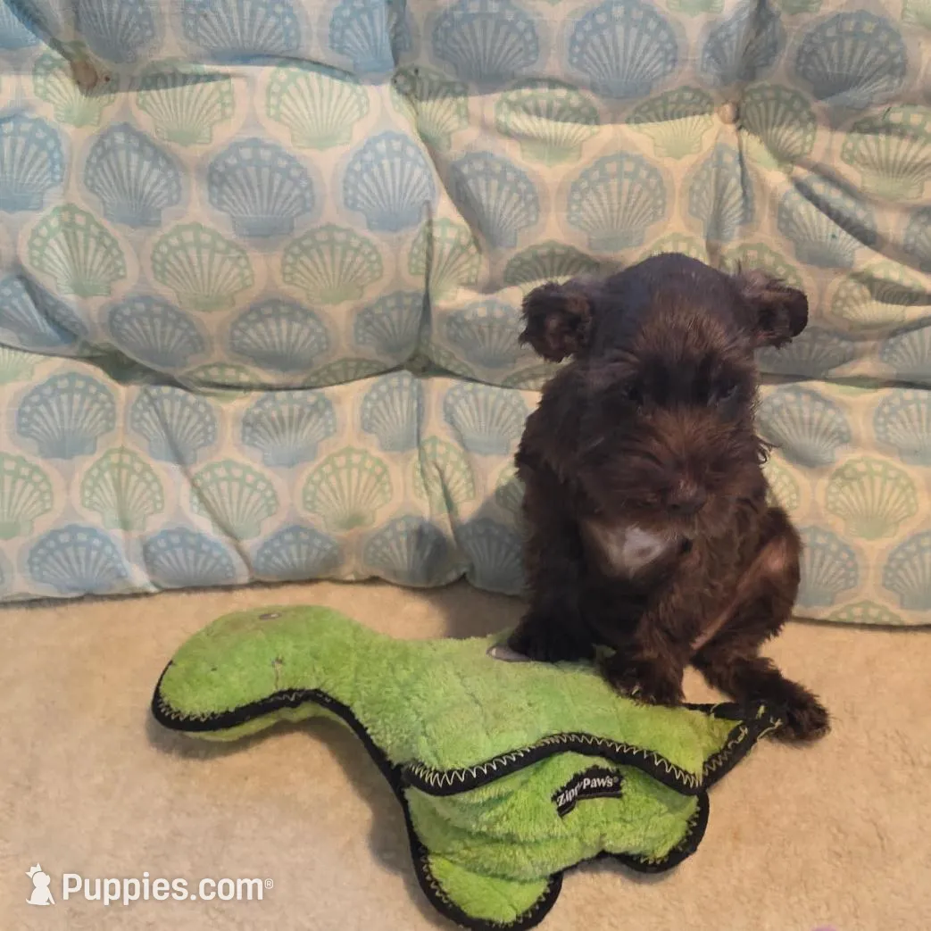 Buster, a male Miniature Schnauzer for sale in Casa Grande, AZ – Photo 4 of 6