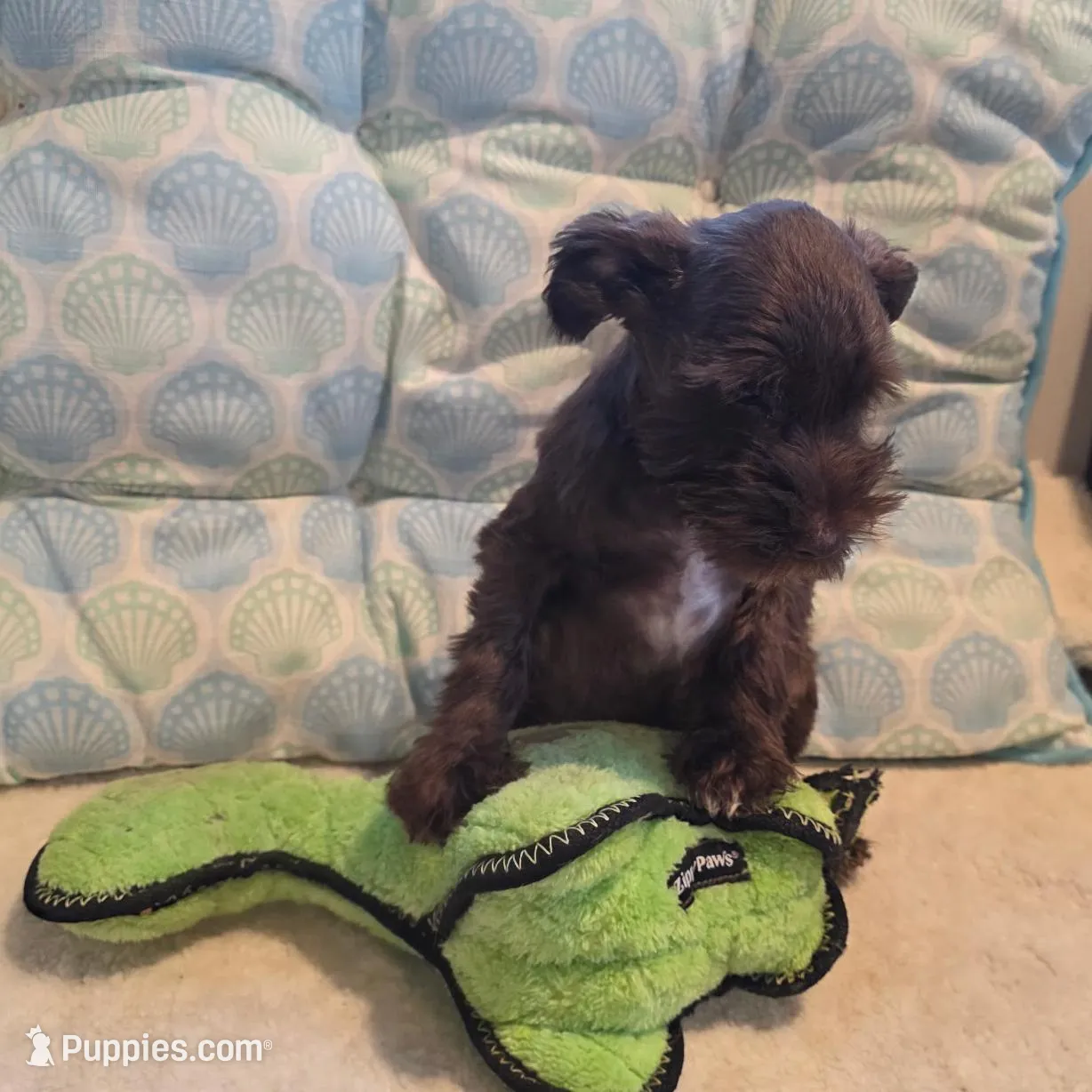 Buster – Miniature Schnauzer puppy for sale in Casa Grande, AZ