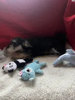 Toby, a male Miniature Schnauzer for sale in Casa Grande, AZ – Photo 4 of 5