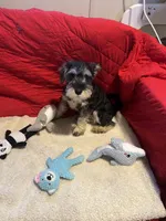 Toby, a male Miniature Schnauzer for sale in Casa Grande, AZ – Photo 5 of 5