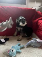 Toby, a male Miniature Schnauzer for sale in Casa Grande, AZ – Photo 2 of 5