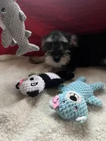 Toby, a male Miniature Schnauzer for sale in Casa Grande, AZ – Photo 3 of 5