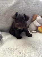 Boots, a male Miniature Schnauzer for sale in Casa Grande, AZ – 3 of 4