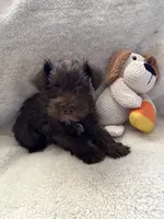 Boots, a male Miniature Schnauzer for sale in Casa Grande, AZ – 2 of 4