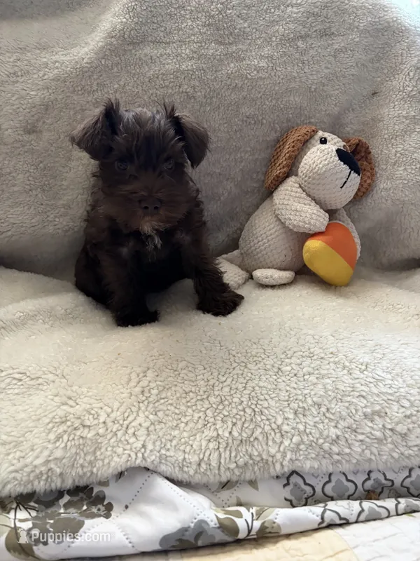 Boots – Miniature Schnauzer puppy for sale in Casa Grande, AZ