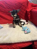 Danny, a male Miniature Schnauzer for sale in Casa Grande, AZ – Photo 3 of 6