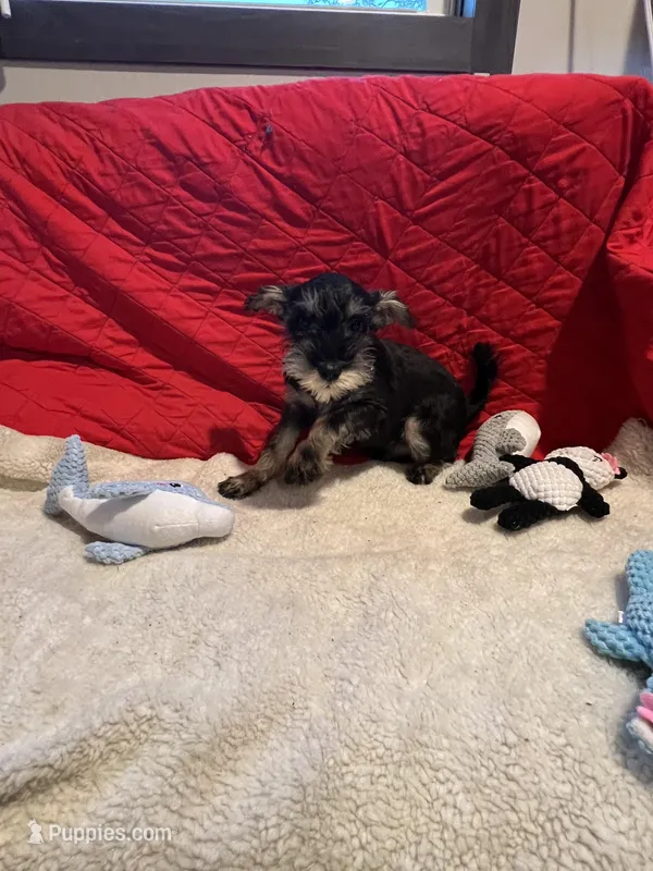 Danny – Miniature Schnauzer puppy for sale in Casa Grande, AZ