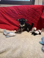 Danny, a male Miniature Schnauzer for sale in Casa Grande, AZ – Photo 1 of 6