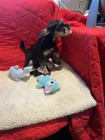 Danny, a male Miniature Schnauzer for sale in Casa Grande, AZ – Photo 5 of 6