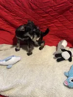 Danny, a male Miniature Schnauzer for sale in Casa Grande, AZ – Photo 2 of 6