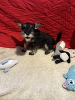 Danny, a male Miniature Schnauzer for sale in Casa Grande, AZ – Photo 4 of 6