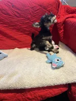 Danny, a male Miniature Schnauzer for sale in Casa Grande, AZ – Photo 6 of 6