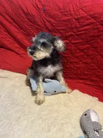 Sandy, a female Miniature Schnauzer for sale in Casa Grande, AZ – Photo 7 of 7