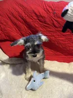 Sandy, a female Miniature Schnauzer for sale in Casa Grande, AZ – Photo 2 of 7