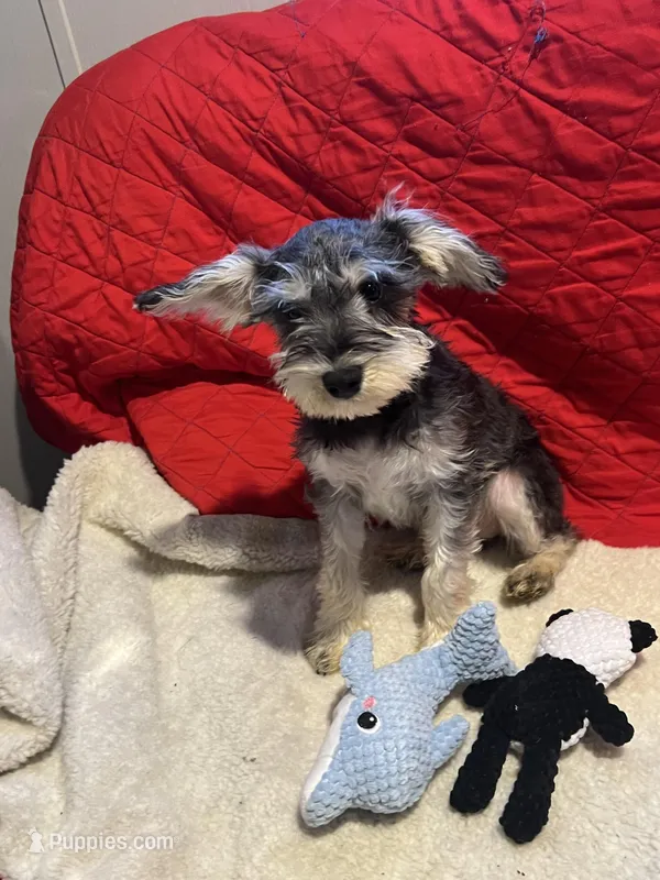 Sandy – Miniature Schnauzer puppy for sale in Casa Grande, AZ