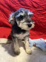 Sandy, a female Miniature Schnauzer for sale in Casa Grande, AZ – Photo 4 of 7