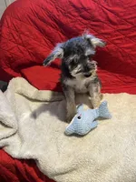 Sandy, a female Miniature Schnauzer for sale in Casa Grande, AZ – Photo 6 of 7