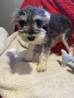 Sandy, a female Miniature Schnauzer for sale in Casa Grande, AZ – Photo 5 of 7
