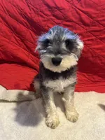 Sandy, a female Miniature Schnauzer for sale in Casa Grande, AZ – Photo 3 of 7