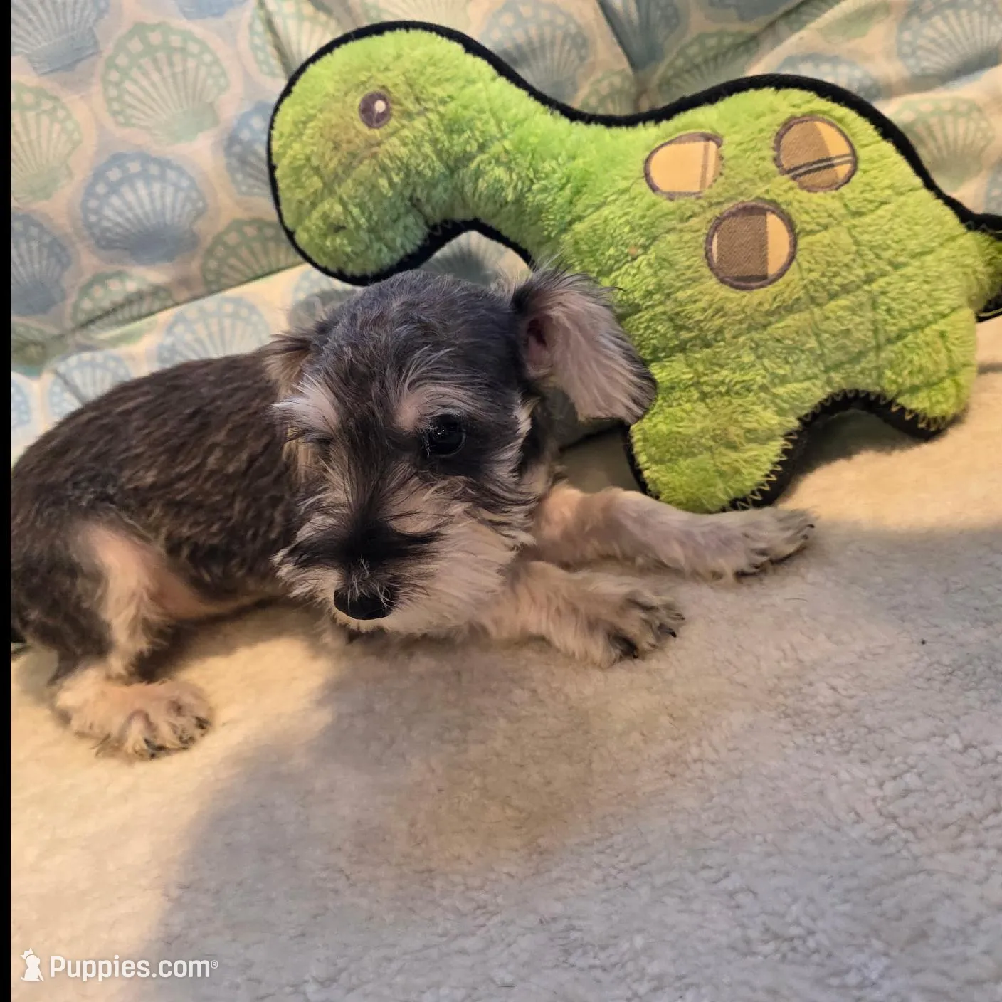 Olivia, a male Miniature Schnauzer for sale in Casa Grande, AZ – Photo 2 of 3