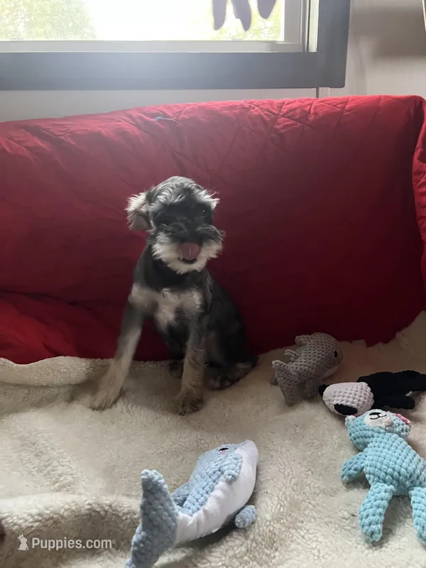 Olivia – Miniature Schnauzer puppy for sale in Casa Grande, AZ