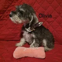 Olivia, a male Miniature Schnauzer for sale in Casa Grande, AZ – Photo 3 of 3