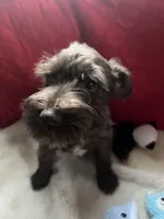 Brownie, a male Miniature Schnauzer for sale in Casa Grande, AZ – Photo 3 of 5