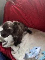 Brownie, a male Miniature Schnauzer for sale in Casa Grande, AZ – Photo 4 of 5