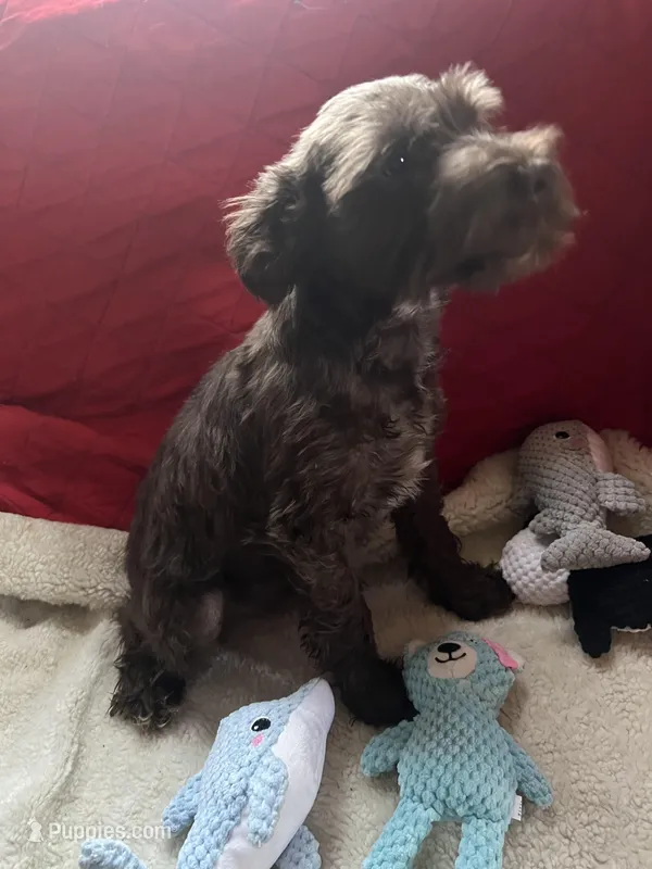 Brownie – Miniature Schnauzer puppy for sale in Casa Grande, AZ