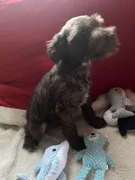 Brownie, a male Miniature Schnauzer for sale in Casa Grande, AZ – Photo 1 of 5