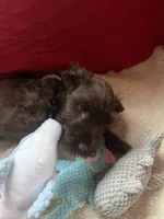 Brownie, a male Miniature Schnauzer for sale in Casa Grande, AZ – Photo 2 of 5