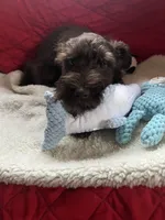 Brownie, a male Miniature Schnauzer for sale in Casa Grande, AZ – Photo 5 of 5