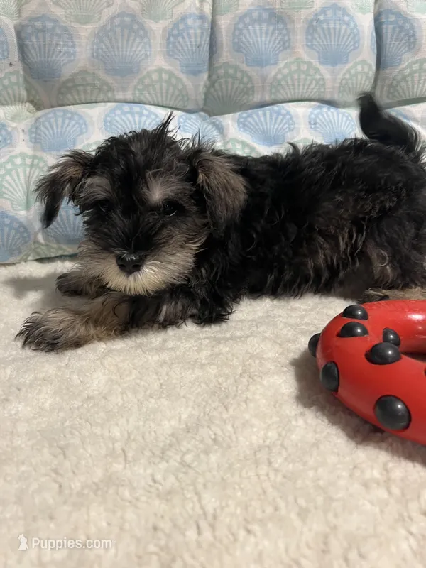 Sissy – Miniature Schnauzer puppy for sale in Casa Grande, AZ