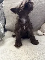 Boots, a male Miniature Schnauzer for sale in Casa Grande, AZ – 4 of 4