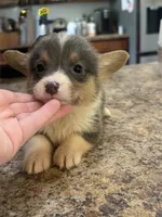 CKC girl 1 , a female Pembroke Welsh Corgi for sale in Fayetteville, NC – 3 of 3